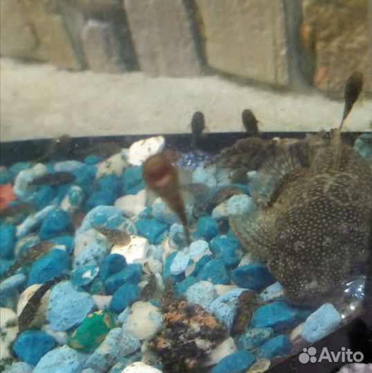 Сомики анциструсы, Кладофора, Креветки Вишня