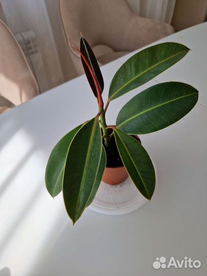 Фикус каучуконосный мелани