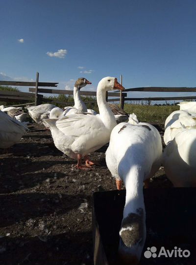 Гуси