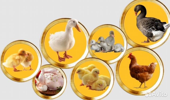 Домашняя птица куры гуси утки яйцо
