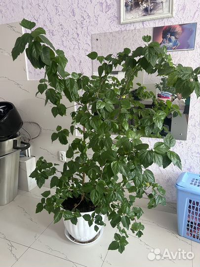 Китайская роза