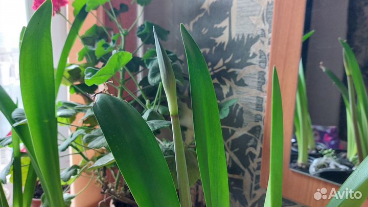 Цветок Амараллис