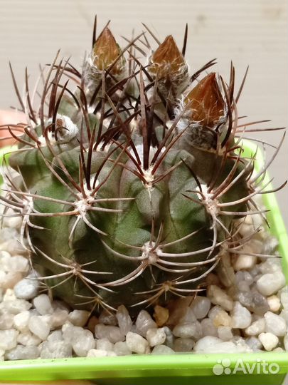 Неопортерия пауцикостата виридис, 7/7 см. Горшок