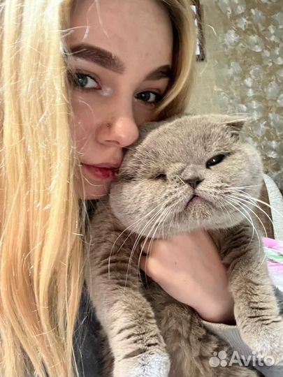 Шотландская вислоухая