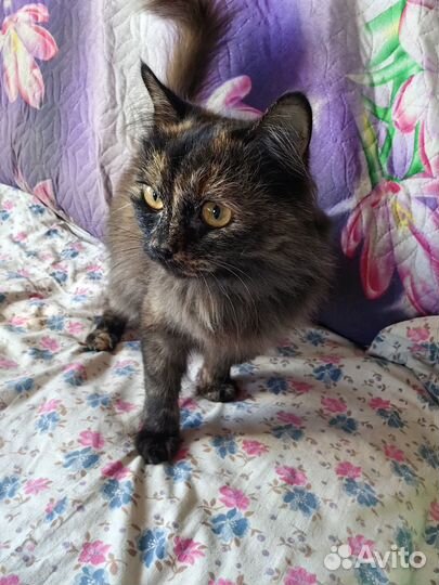 Кошка