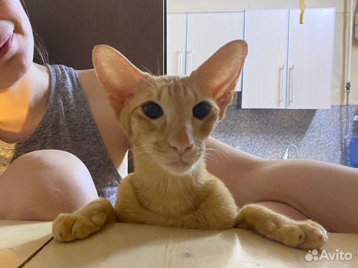 Ориентальная кошка