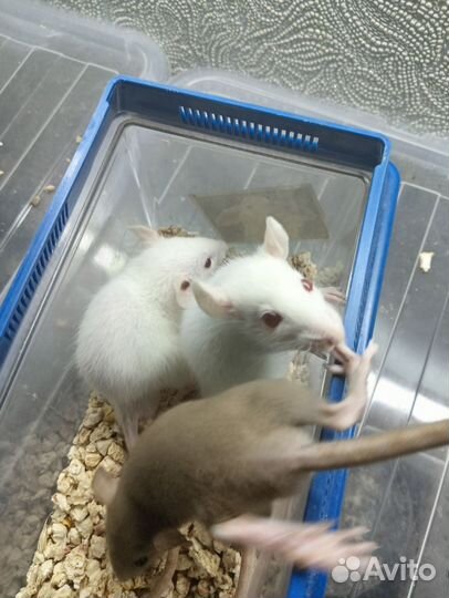 Крысята разные