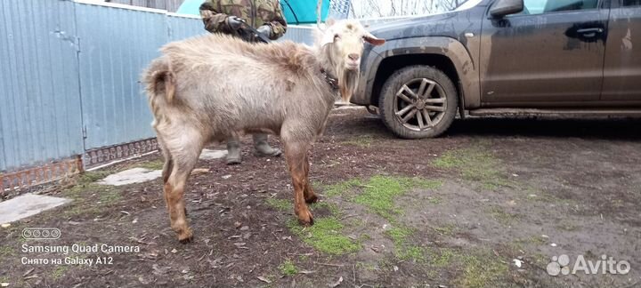 Козел зааненский