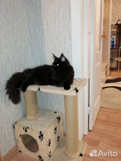 Мейн-кун в добрые руки