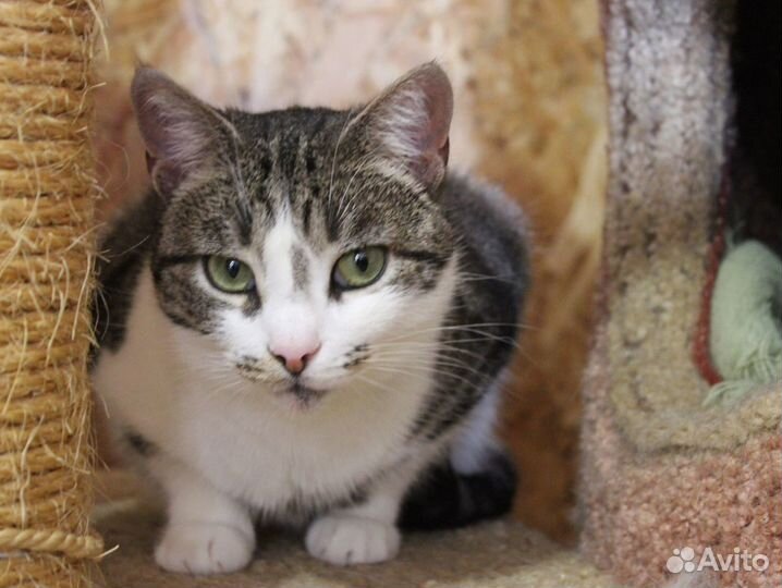 Алиса изменит вашу жизнь к лучшему :)