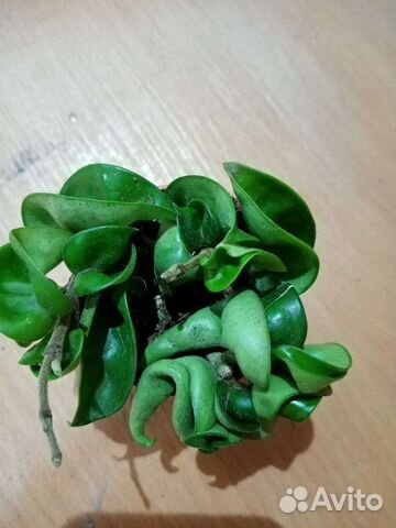 Хойя карноза компакта купить в Иркутске | Товары для дома и дачи | Авито
