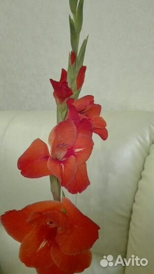 Гладиолусы (луковицы )