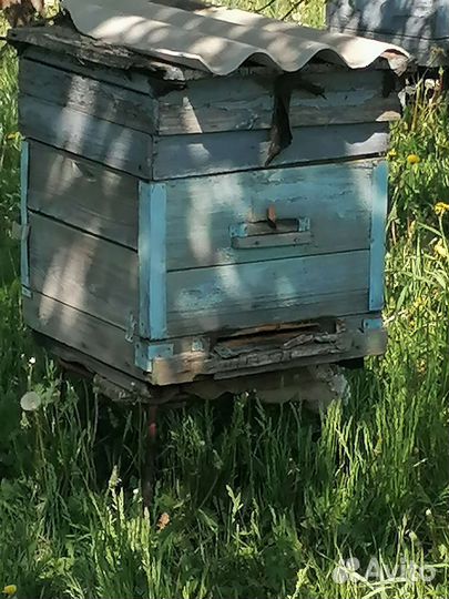 Пчелы и улья