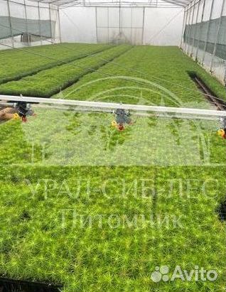 Голубая ель с зкс сеянцы