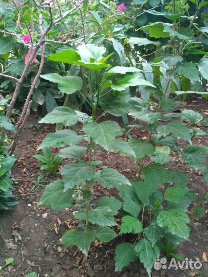 Гибискус уличный