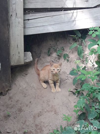 Котята в добрые руки бесплатно