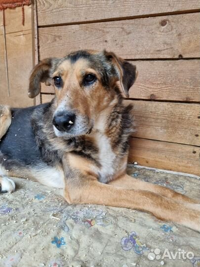 Собака из приюта в добрые руки