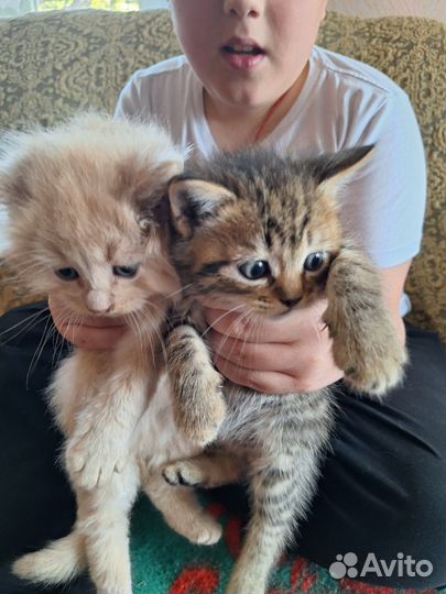 Кошка в дар бесплатно