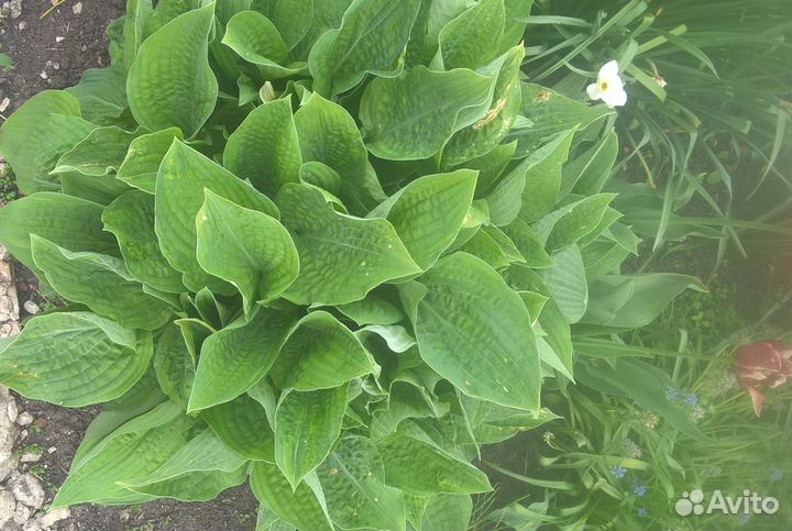 Хосты, саженцы хосты