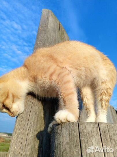 Кошка