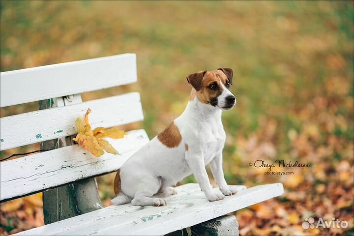 Джек рассел терьер. Вязка.Щенки