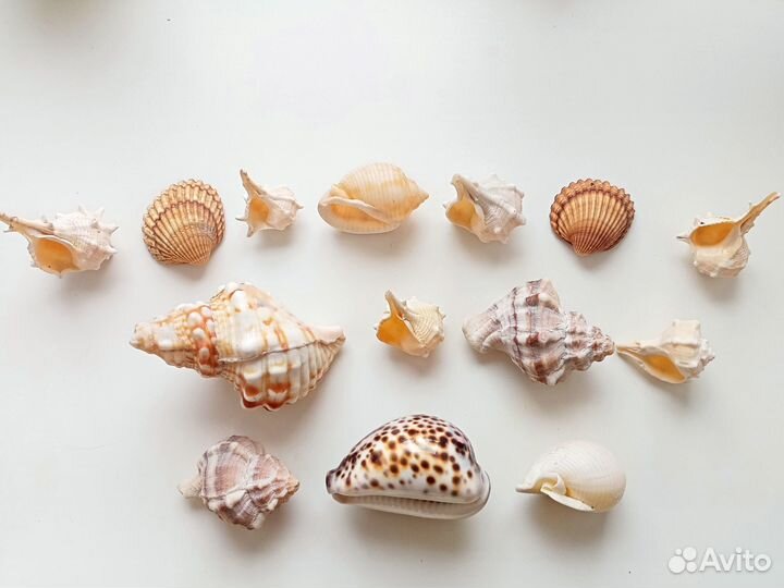 Ракушки