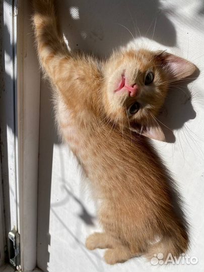 Отдаю котят в добрые руки