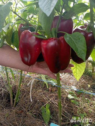 Семена сортовых томатов и перцев