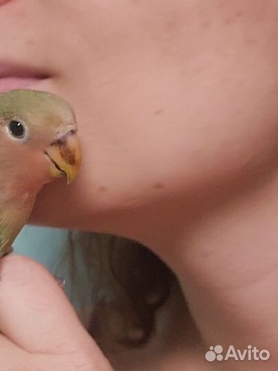 Ручной попугай неразлучник клетка доставка