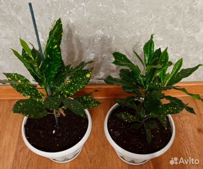 Золотое дерево аукуба