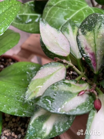 Хойя, хойи на срез