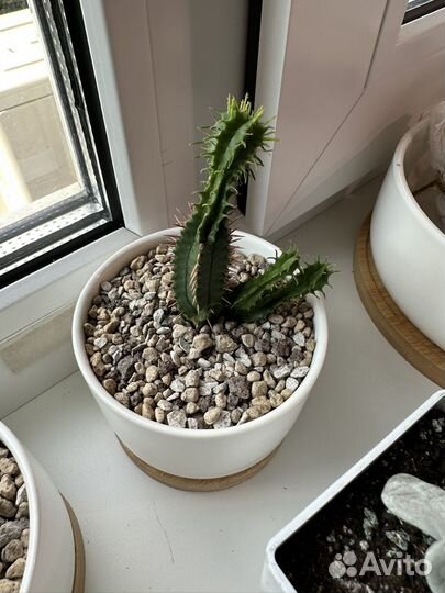 Кактусы и суккуленты