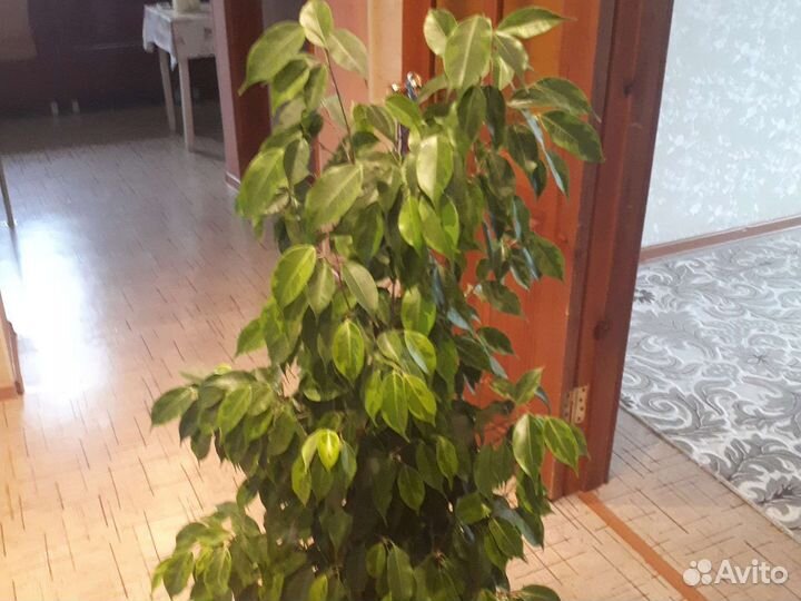 Фикус бенджамина