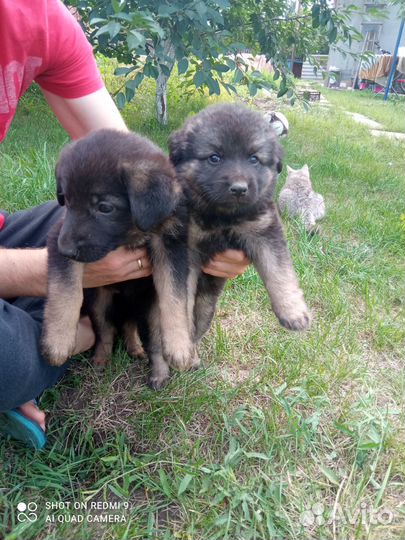 Щенки овчарки