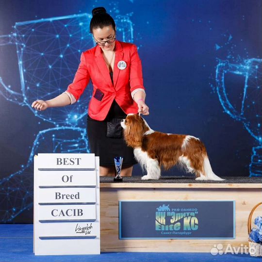 Хендлер, подготовка собак к выставке