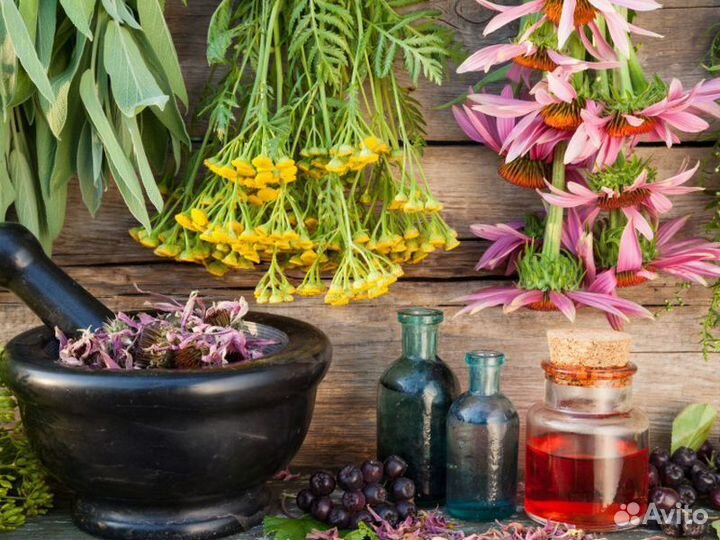 Экскурсия — Красноярск — Травы в жизни сибиряка