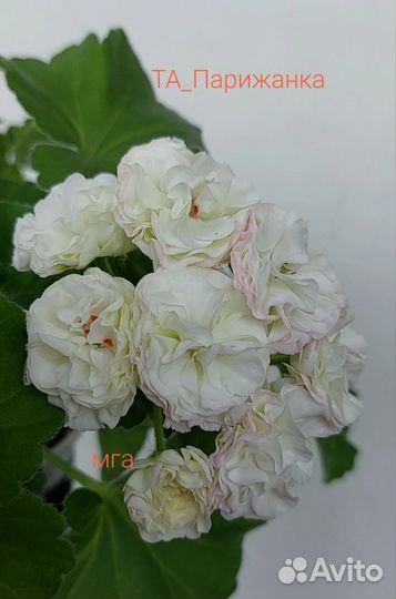 Пеларгонии