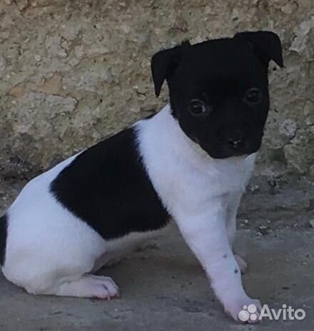 Той-терьер щенки