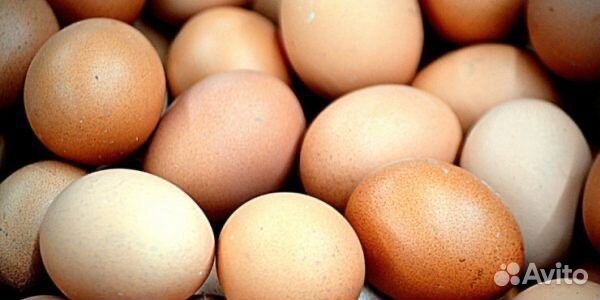 Продам мясо бройлера