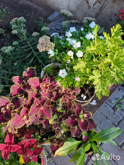 Комнатные цветы