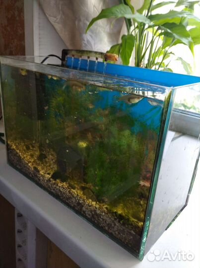Аквариум