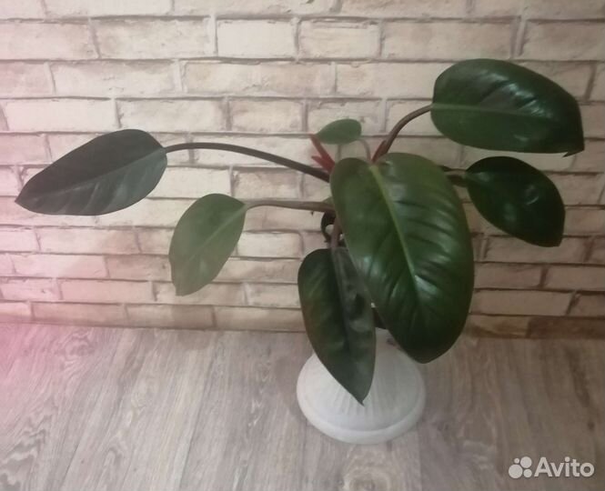 Филодендрон Rojo congo