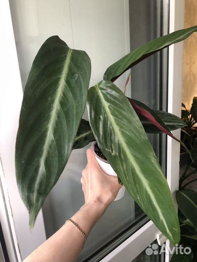 Строманта Maroon