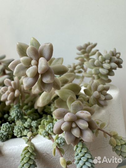 Суккулент (пахивитум )