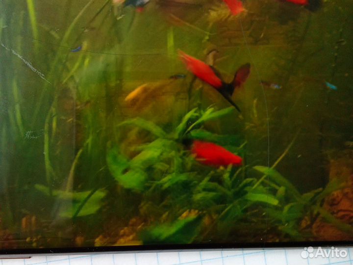 Аквариумные рыбки