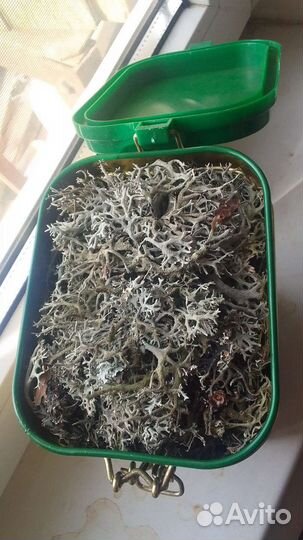 Пармелия блуждающая (лишайник) Крым