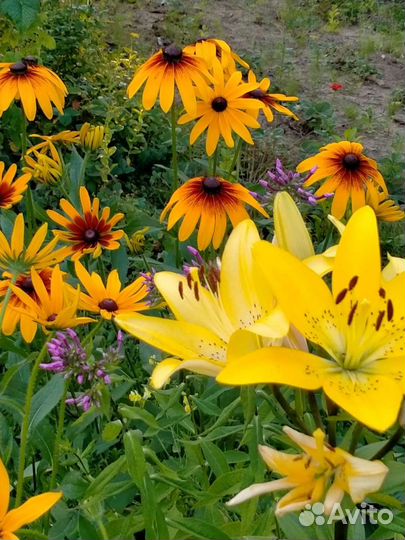 Флоксы,хосты, лилии, клематисы