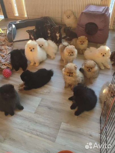 Померанский шпиц