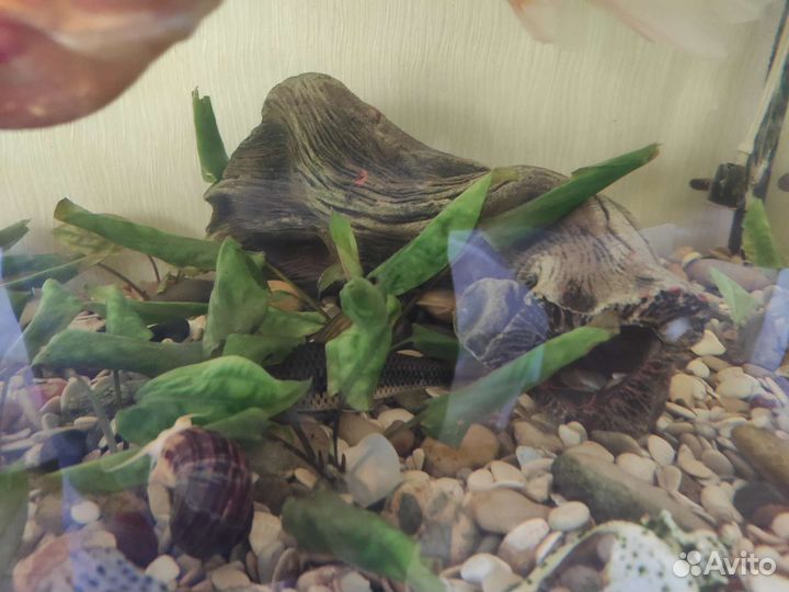 Аквариум 180 литров