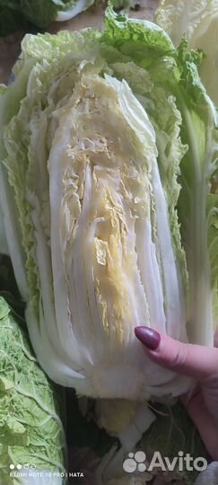 Капуста пекинка